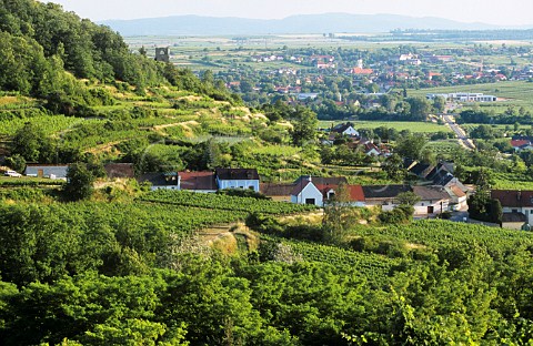 Vineyards and kellergassen on the Zbinger Heiligenstein Zbing Niedersterreich Austria Kamptal