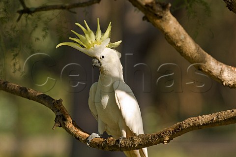 Sulphurcrested Cockatoo Cacatua galerita New South Wales Australia