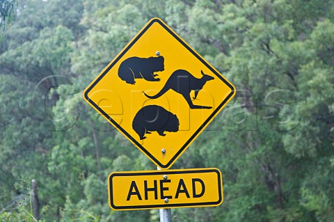 Road sign warning of koalas kangaroos and wombats St Albans New South Wales Australia
