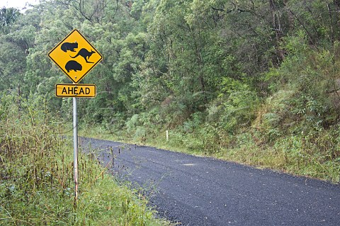 Road sign warning of koalas kangaroos and wombats St Albans New South Wales Australia