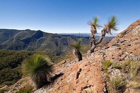 Grass Trees on Mt Yulludunida Mt Kaputar National Park New South Wales Australia
