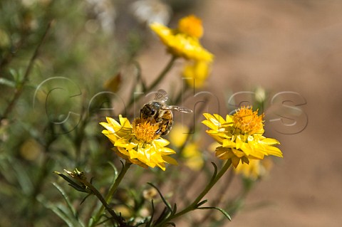 Honeybee on Paper Daisy Mt Kaputar National Park New South Wales Australia