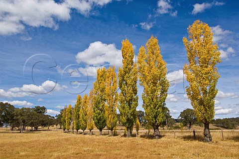 Poplar trees in autumn New England region New South Wales Australia