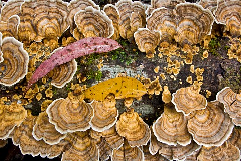 Fungus on log Washpool National Park New South Wales Australia