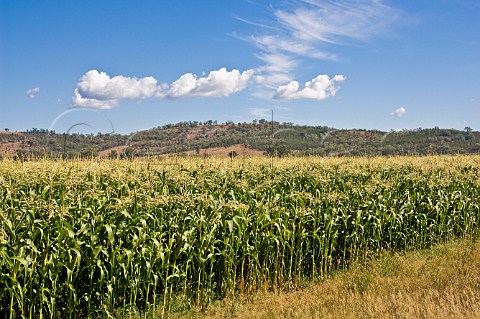 Maize field Bruxner Highway New South Wales Australia