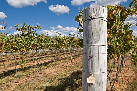 Chardonnay vines Henty Estate Granite Belt Ballandean Queensland Australia