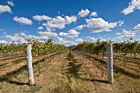 Chardonnay vines Henty Estate Granite Belt Ballandean Queensland Australia