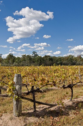 Vineyard of Tobin Wines Granite Belt Ballandean Queensland Australia