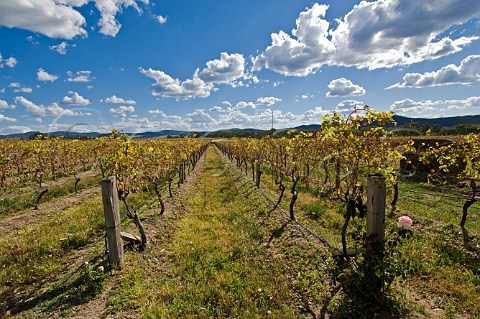 Vineyard of Tobin Wines Granite Belt Ballandean Queensland Australia