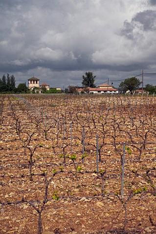 Vineyard in spring at Lerma Burgos province Castilla y Len Spain DO Arlanza
