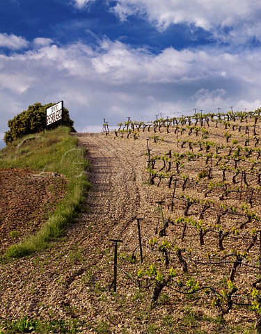 Via Alta vineyard of Alejandro Fernndez Tinto Pesquera Pesquera de Duero Castilla y Len Spain DO Ribera del Duero