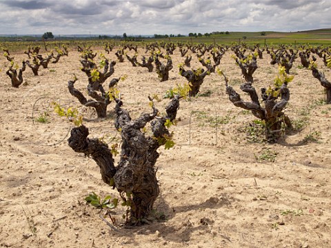 Old Tinto Fino bush vines in spring in vineyard of Bodegas Duron  Roa de Duero Castilla y Len Spain Ribera del Duero