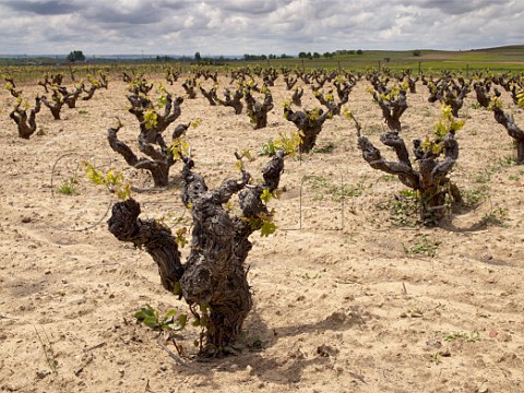 Cephas Picture Library Asset Details 1222810 Old Tinto Fino bush vines in spring in vine