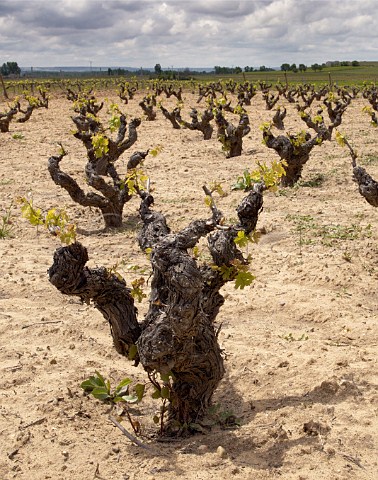 Old Tinto Fino bush vines in spring in vineyard of Bodegas Duron  Roa de Duero Castilla y Len Spain Ribera del Duero