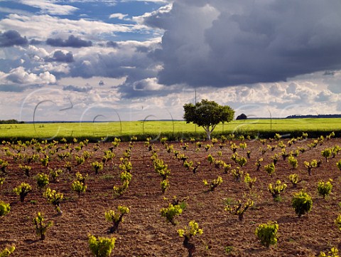 Vineyard and barley field near Trigueros del Valle near Valladolid Castilla y Len Spain DO Cigales