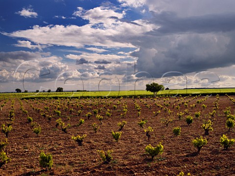 Vineyard and barley field near Trigueros del Valle near Valladolid Castilla y Len Spain DO Cigales