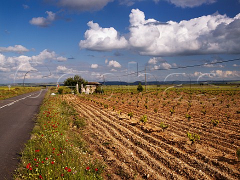 Spring poppies by vineyard near Trigueros del Valle near Valladolid Castilla y Len Spain DO Cigales