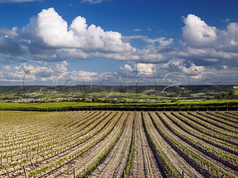 Vineyard in spring above the Duero Valley at Olivares de Duero  Castilla y Len Spain Ribera del Duero