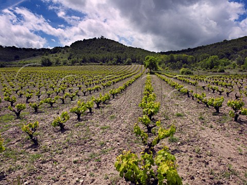 Old Tinto Fino vines in Via La Oliva of Bodegas Mauro at Tudela de Duero near Valladolid Castilla y Len Spain