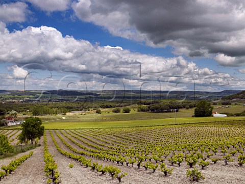 Old Tinto Fino vines in Via La Oliva of Bodegas Mauro in the Duero valley at  Tudela de Duero near Valladolid Castilla y Len Spain