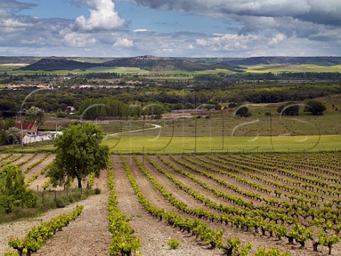Old Tinto Fino vines in Via La Oliva of Bodegas Mauro in the Duero valley at  Tudela de Duero near Valladolid Castilla y Len Spain