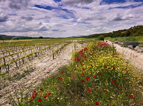 Spring flowers by Tinto Fino vineyard of Bodegas Matarromera Olivares de Duero Castilla y Len Spain Ribera del Duero