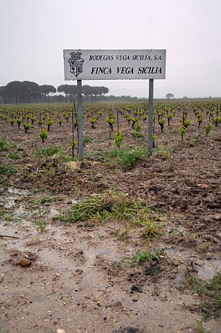 Vineyard of Bodegas Vega Sicilia during the very wet weather of spring 2008  Valbuena de Duero Castilla y Len Spain Ribera del Duero