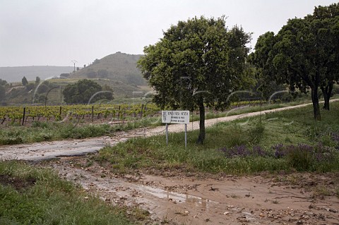 Vineyards of Bodegas Vega Sicilia during the very wet weather of spring 2008  Valbuena de Duero Castilla y Len Spain Ribera del Duero