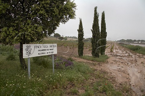 Vineyard of Bodegas Vega Sicilia during the very wet weather of spring 2008  Valbuena de Duero Castilla y Len Spain Ribera del Duero