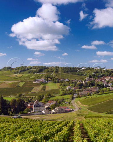 Harvesting in vineyard by Chteau de la Saule below the village of MontagnylsBuxy SaneetLoire France Montagny  Cte Chalonnaise