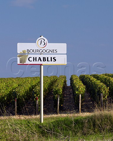 Chablis sign in vineyard near Beine Yonne France Chablis