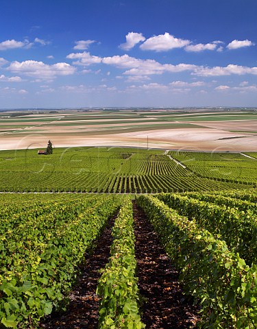 Vineyards on Mont Aim with field patterns beyond BergreslsVertus Marne France Cte des Blancs  Champagne