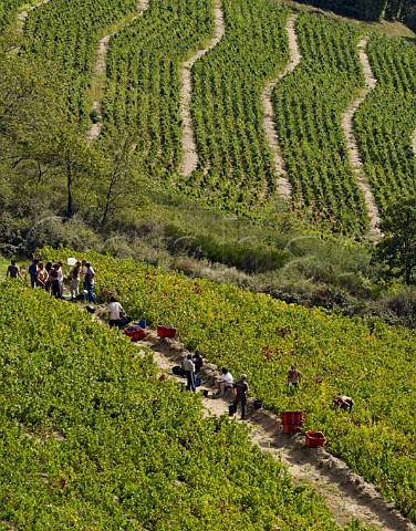 Pickers in vineyard near VilliMorgon France Morgon  Beaujolais