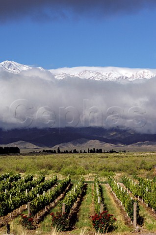 Vineyard of Salentein with snow capped Andes mountains beyond   Tunuyan Mendoza Argentina Uco Valley