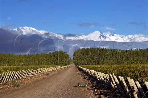 Road through the vineyards of Salentein and El Portillo with the snow capped Andes mountains in the background Tunuyan Mendoza Argentina Uco Valley