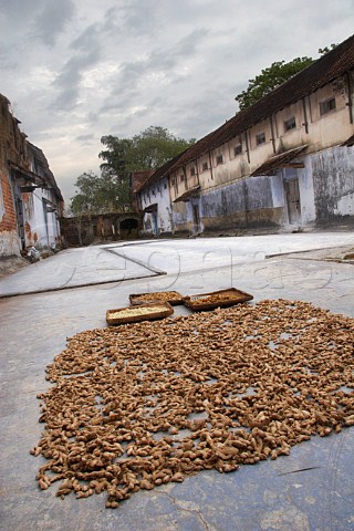 Root ginger drying on ground Kochi Cochin Kerala India
