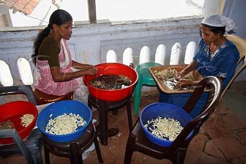 Indian women peeling garlic cloves Kochi Cochin Kerala India