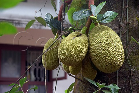 Jackfruits growing on tree Costa Malabari near Kannur Cannanore on the CochinMysore  CochinGoa route North Kerala India