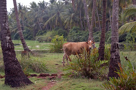 Cow stands amongst the palm trees by the backwaters at Costa Malabari near Kannur Cannanore on the CochinMysore  CochinGoa route North Kerala India