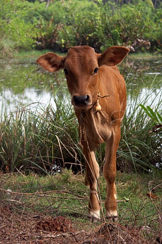 Calf stands by the backwaters at Costa Malabari near Kannur Cannanore on the CochinMysore  CochinGoa route North Kerala India