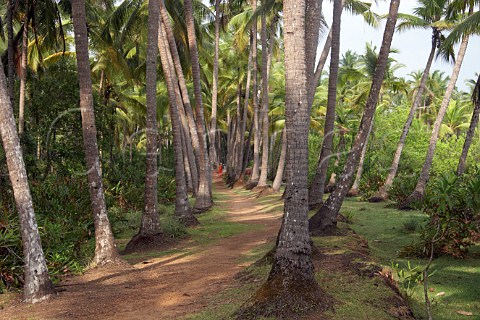 Path through the palm trees by the backwaters at Costa Malabari near Kannur Cannanore on the CochinMysore  CochinGoa route North Kerala India