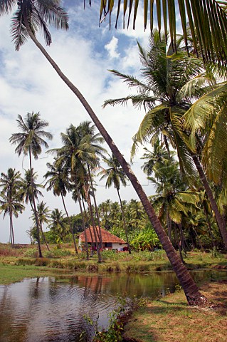 Palm trees and back waters alongside the Costa Malabari beach near Kannur Cannanore on the CochinMysore  CochinGoa route North Kerala India