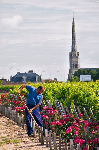 Hoeing between roses at row ends in vineyard of Chteau LovilleBarton with StPierre church beyond StJulien Gironde France StJulien  Bordeaux