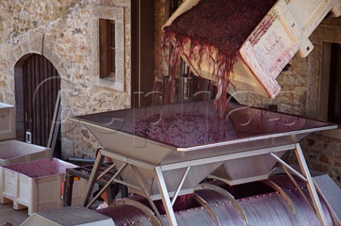 Tipping harvested grapes into the crusher in winery of Ladera Angwin Napa Valley California Howell Mountain