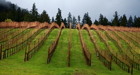 Winter in Dutch Henry Canyon vineyard its Cabernet Sauvignon grapes go to Pride Winery Calistoga Napa Valley California