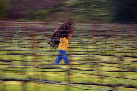 Winter pruning of vines Calistoga Napa Valley California