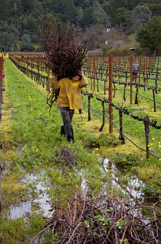 Winter pruning of vines Calistoga Napa Valley California