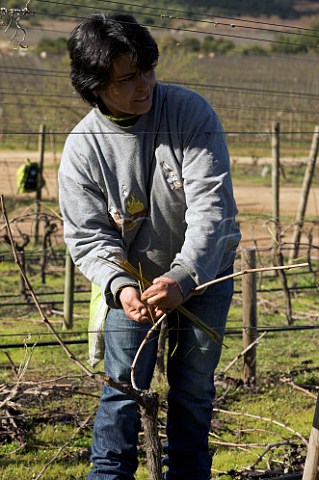 Woman using reeds to tie Petit Verdot vines to the wires in the Clos Apalta vineyard of Lapostolle Colchagua Valley Chile