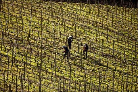 Women using reeds to tie Petit Verdot vines to the wires in the Clos Apalta vineyard of Lapostolle Colchagua Valley Chile