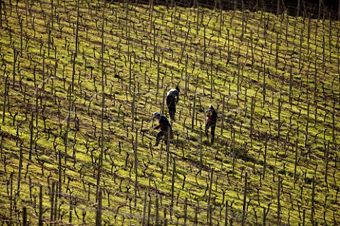 Women using reeds to tie Petit Verdot vines to the wires in the Clos Apalta vineyard of Lapostolle Colchagua Valley Chile